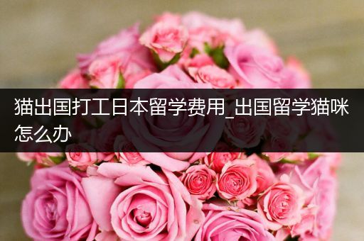 猫出国打工日本留学费用_出国留学猫咪怎么办