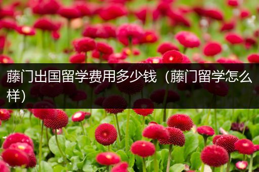 藤门出国留学费用多少钱（藤门留学怎么样）