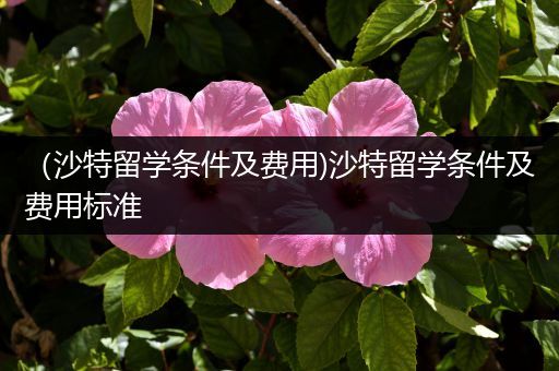 （沙特留学条件及费用)沙特留学条件及费用标准