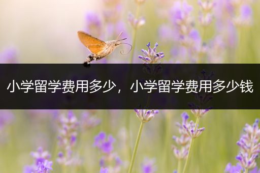 小学留学费用多少，小学留学费用多少钱