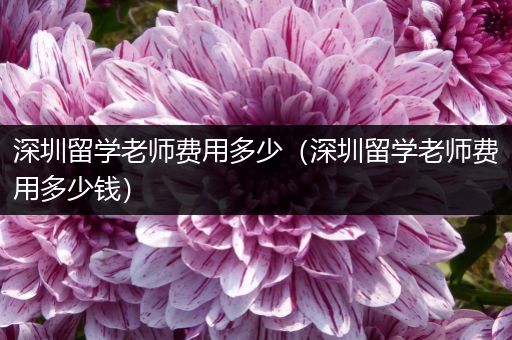 深圳留学老师费用多少（深圳留学老师费用多少钱）