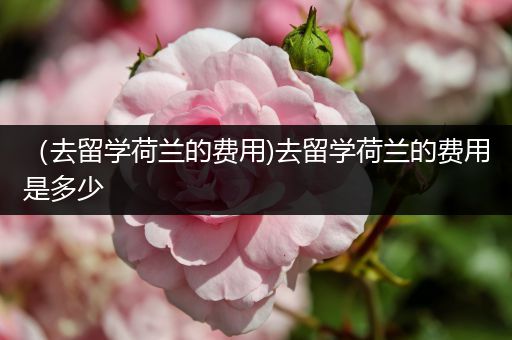 （去留学荷兰的费用)去留学荷兰的费用是多少
