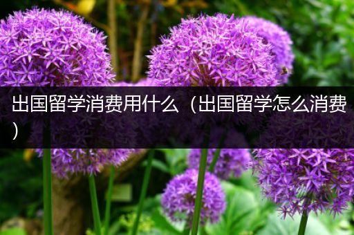 出国留学消费用什么（出国留学怎么消费）