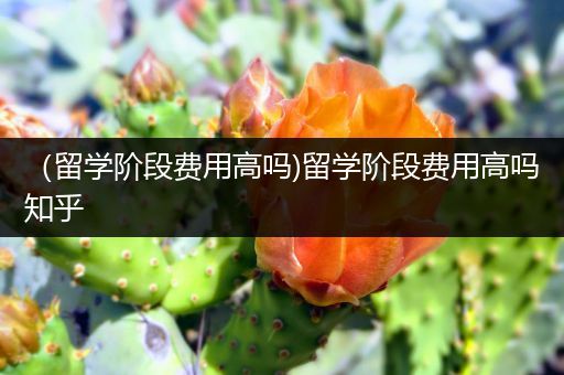 （留学阶段费用高吗)留学阶段费用高吗知乎