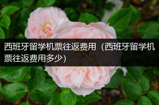 西班牙留学机票往返费用（西班牙留学机票往返费用多少）
