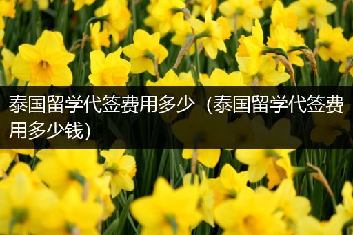 泰国留学代签费用多少（泰国留学代签费用多少钱）
