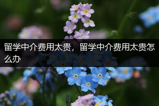 留学中介费用太贵，留学中介费用太贵怎么办