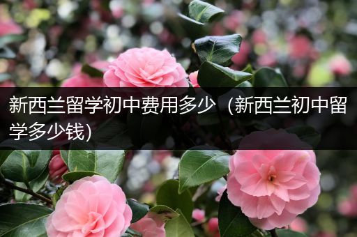 新西兰留学初中费用多少（新西兰初中留学多少钱）